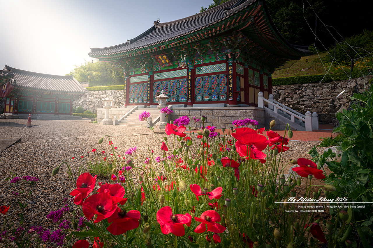 #여름 #사찰 #양귀비 #괴산 #불교 #꽃