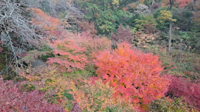 단풍명소_화담숲_이끼원