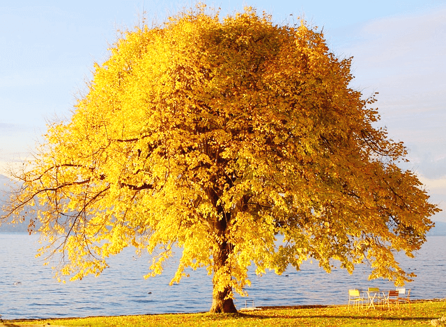 호수 앞에 아주 커다란 노란 은행나무가 서있다. 노란 은행잎이 매우 풍성하다.