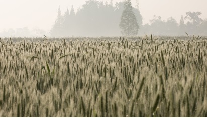 영농 경력 5년 쉽게 하는 법: 농지연금