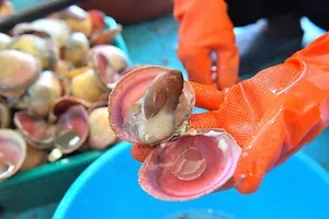 홍성남당항_새조개축제