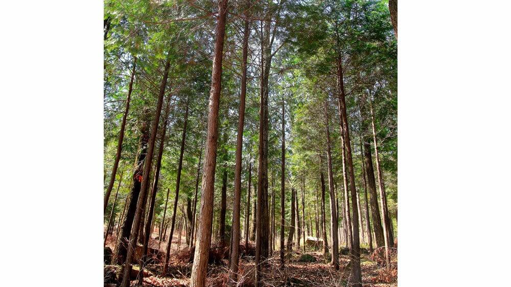 회문산 자연휴양림 예약