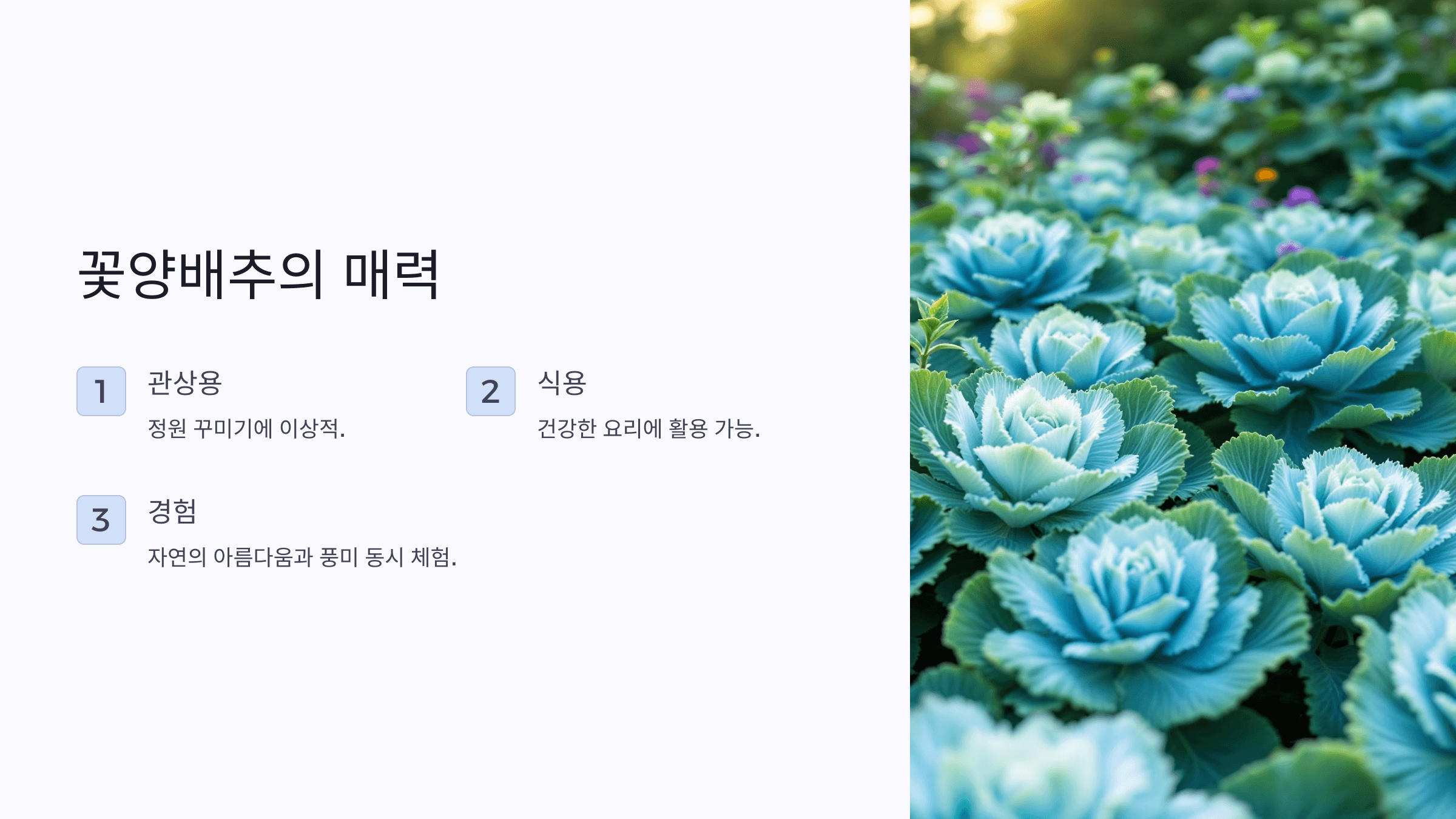 꽃양배추 사진입니다.