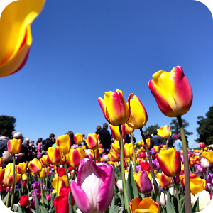 튤립축제 이미지