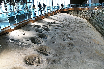 전남 해남 우항리 공룡발자국 흔적