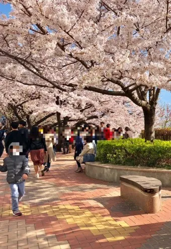 부산 벚꽃 명소 추천 숨겨진 뷰포인트_4