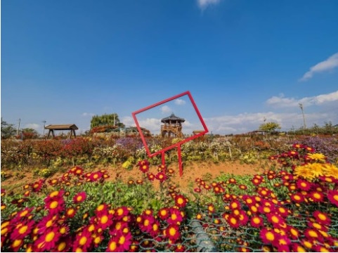 서산국화축제 위치