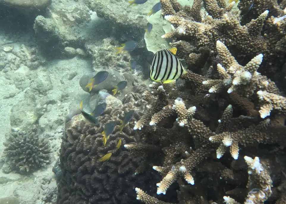아오사네 비치 물고기