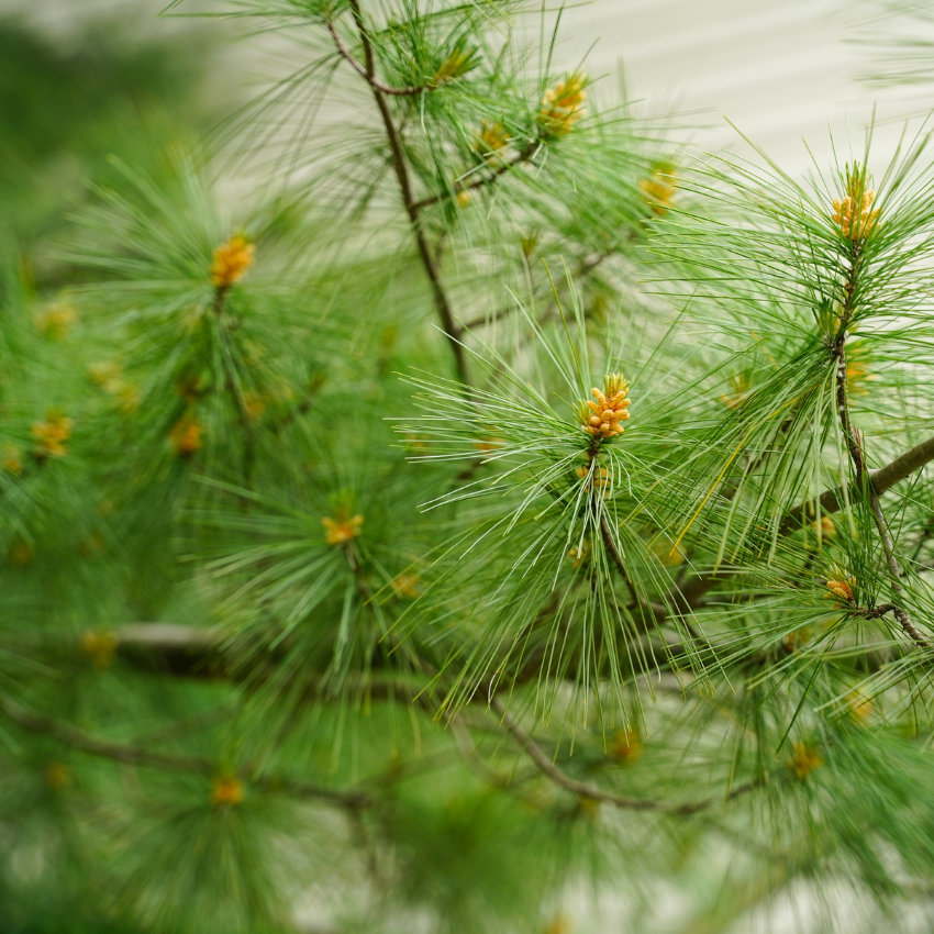 송화가루 알레르기_10
