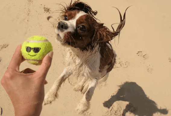 반려견과 제주여행&amp;#44; 펫팸족을 위한 완벽 가이드