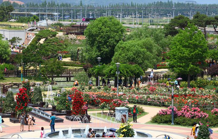 곡성 세계장미축제 개화상황