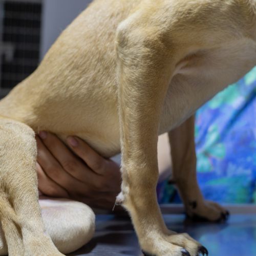 강아지 입냄새 원인과 제거 방법