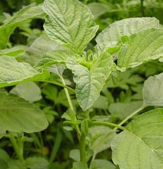 비름나물의 효능 부작용 고르는법 먹는법