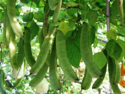 작두콩이-달려있는-모습