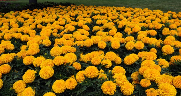 금색 빛으로 물들어진 메리골드 밭