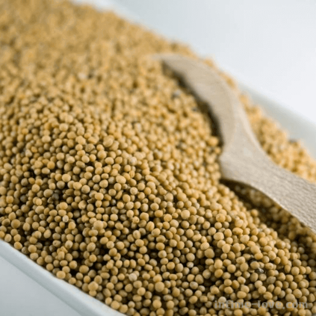 겨자씨(mustard seed) 백개자