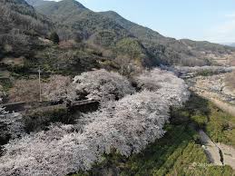 화개장터 벚꽃축제 축제