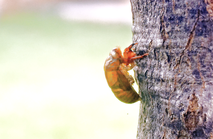 말매미, Korean Blackish Cicada 애벌레