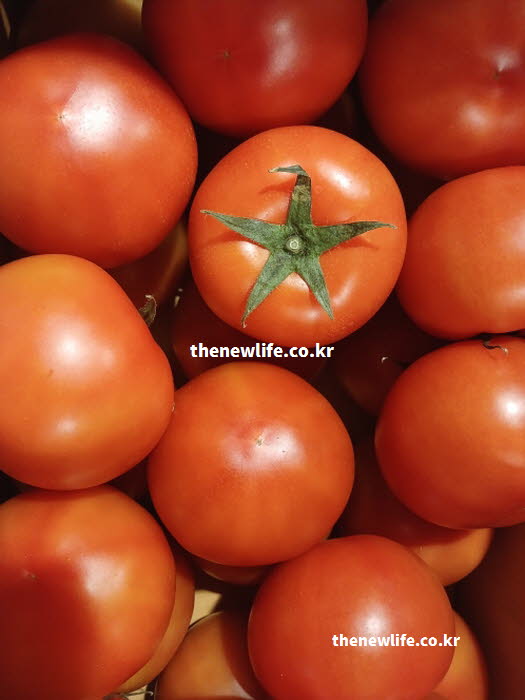 토마토 효능 혈압 루틴 칼륨