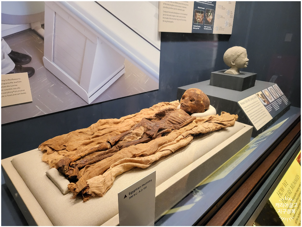 워싱턴 스미스소니언 국립 자연사 박물관