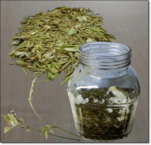 칡순 효소 담그기