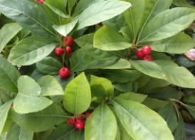 자금우(천냥금)