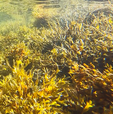 다시마 효능 부작용 칼로리