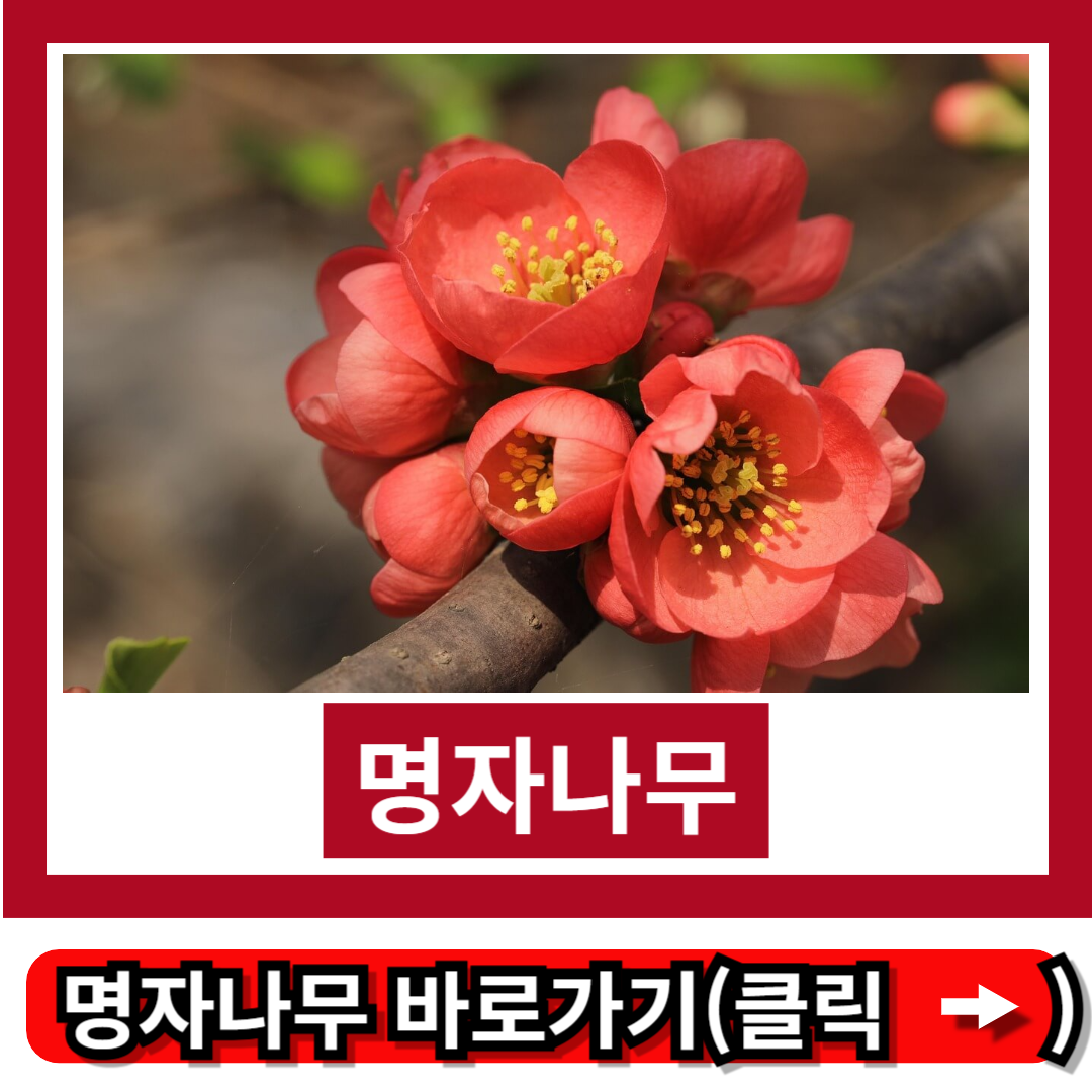 명자나무