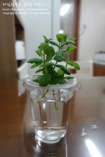 민트 재배 수경 재배 물 갈이 뿌리 번식_12