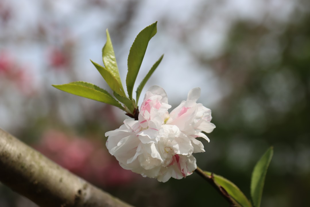 Maehwa (plum blossom)