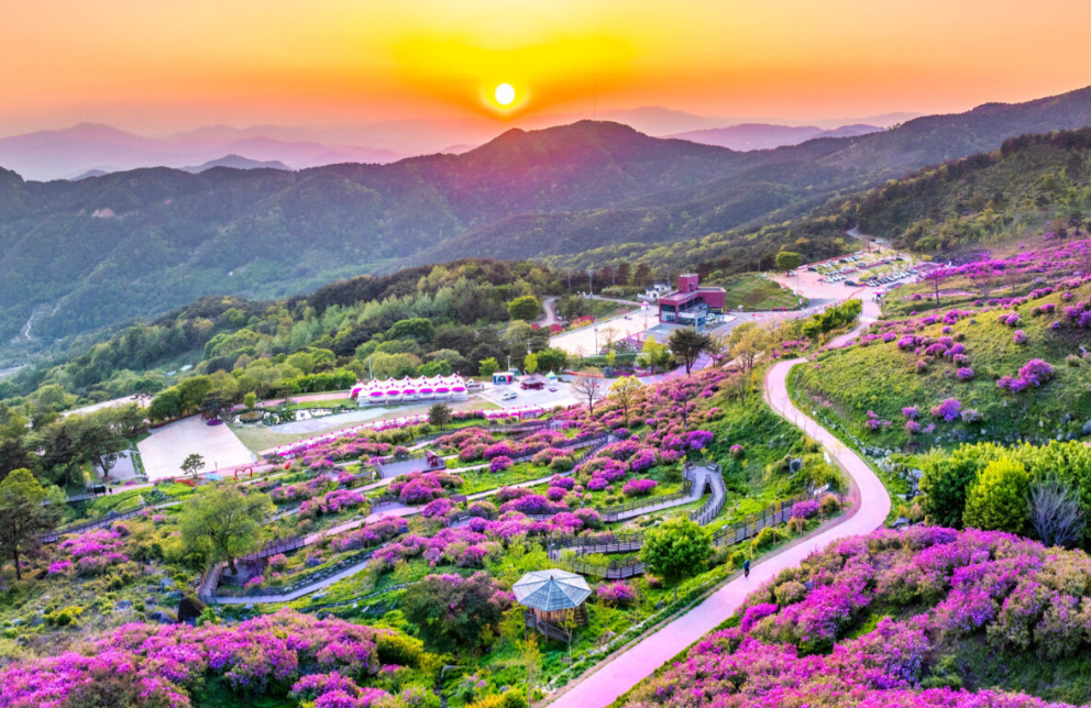 산청 황매산 철쭉