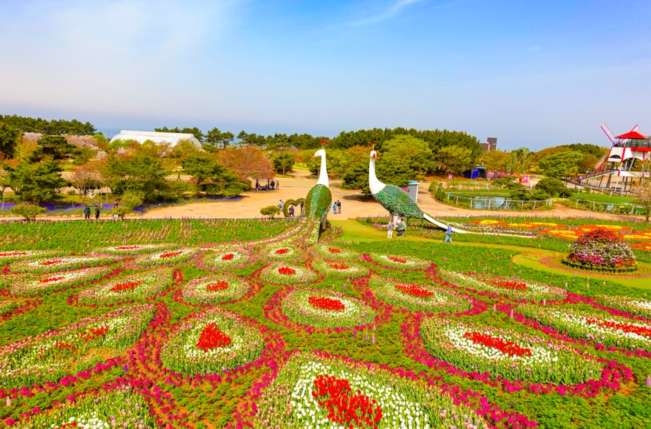 태안 튤립축제