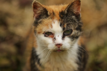 눈꺼풀염이 있는 고양이.