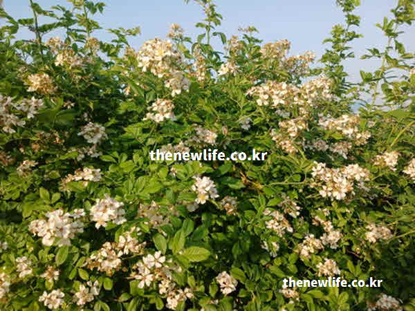찔레꽃 효능 관련 자주 묻는 질문
