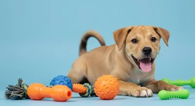 물어뜯기 행동&amp;#44; 이렇게 관리하세요