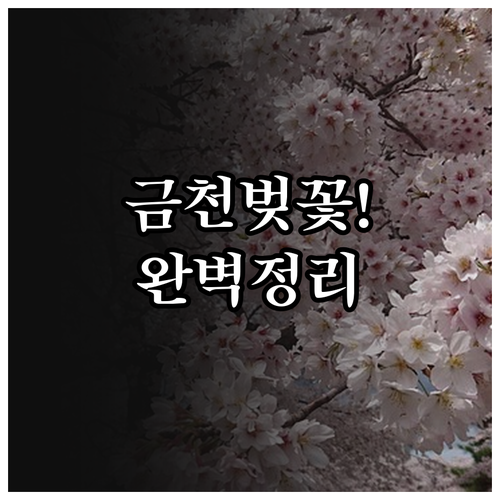 금천구 벚꽃 개화 예상일 및 안양천 ..