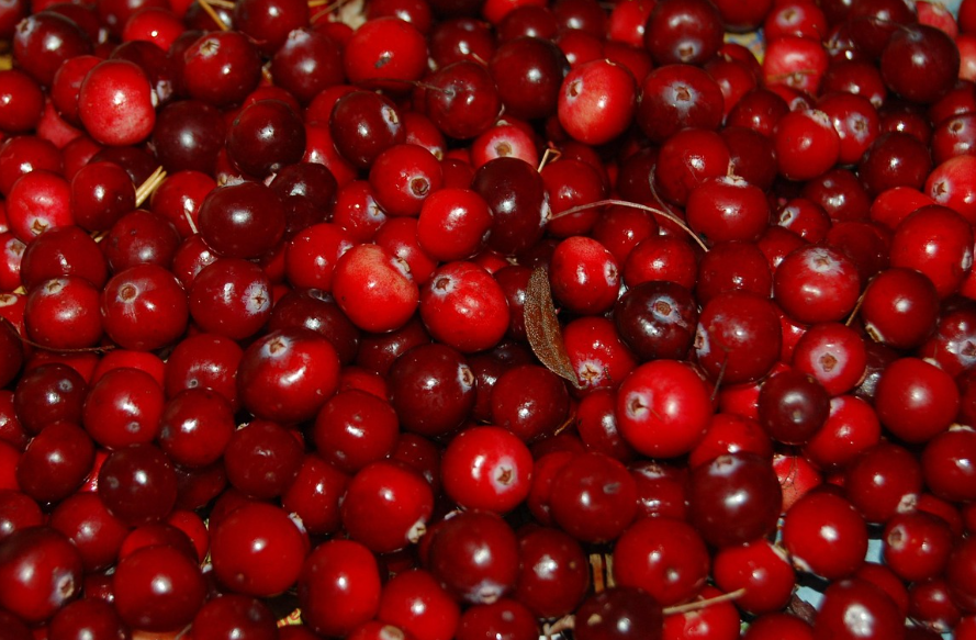 크랜베리의 모습