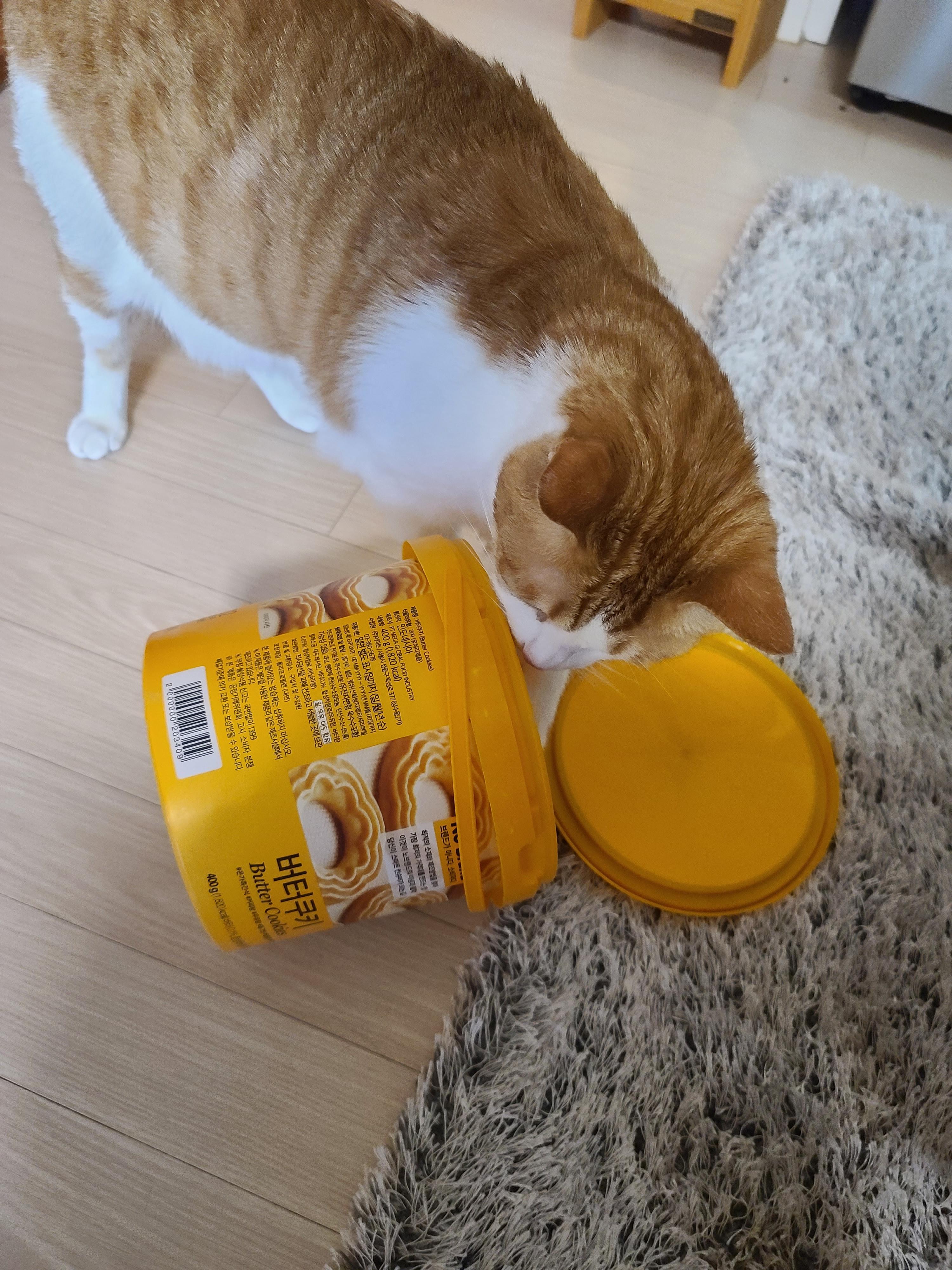 막둥이 삐용이의 장난감통 열기와 우리집 고양이들의 행동교정 방법.