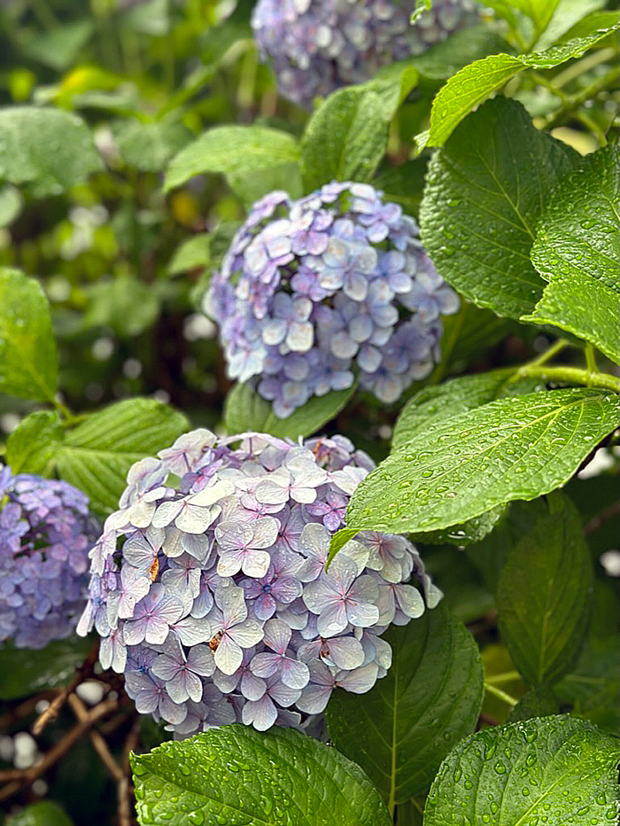 히가시 긴자 수국