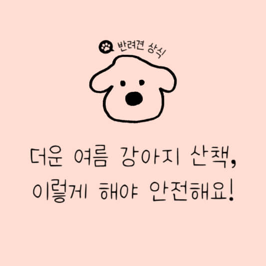 강아지 여름산책 주의할 점