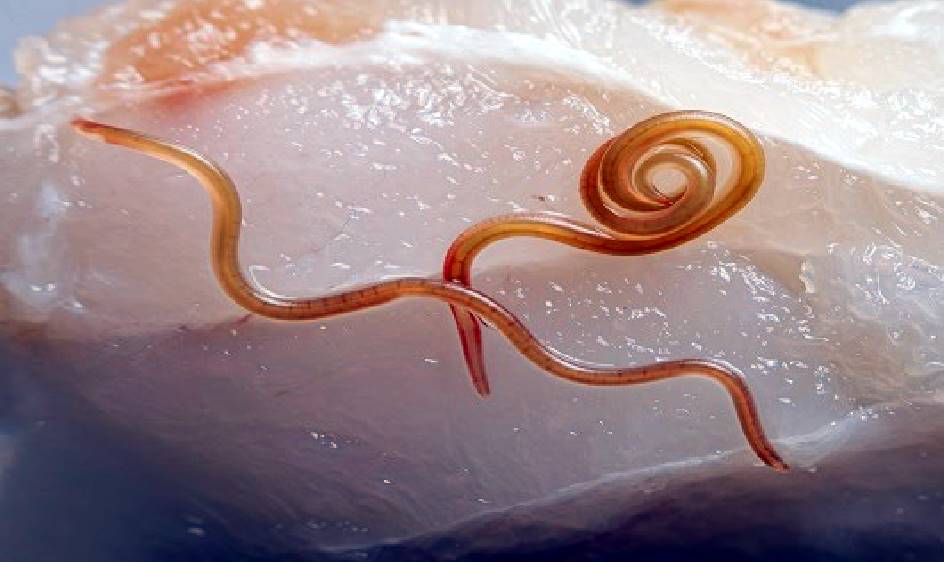 구충제 복용법&amp;#44; 부작용