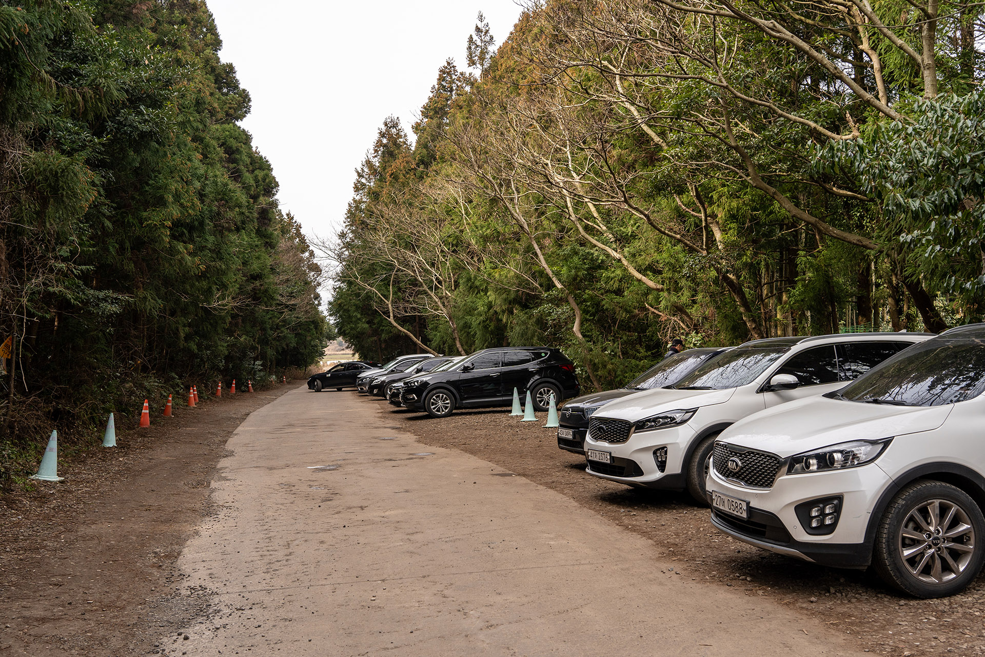 제주도 비밀의 숲 주차장
