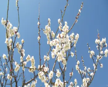 매화 개화시기_6