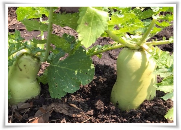 "김장 무, 직접 길러보세요!" 초보자도 성공할 수 있는 쉬운 재배 가이드!