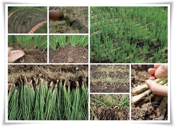 텃밭 "9월에 심기 좋은 작물" 풍성한 수확 기대해도 좋아요!