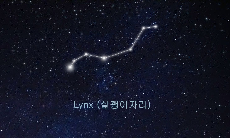 살쾡이자리 관련 이미지