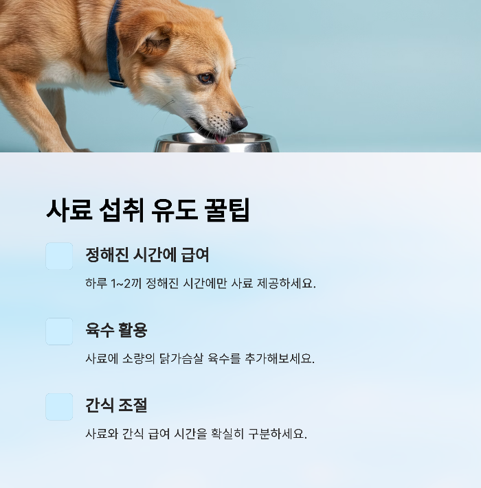 강아지 사료 안먹을때