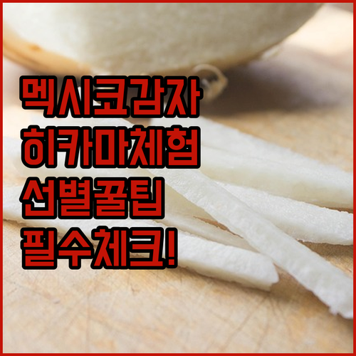 멕시코 감자 히카마 직접 캐기 체험 ..