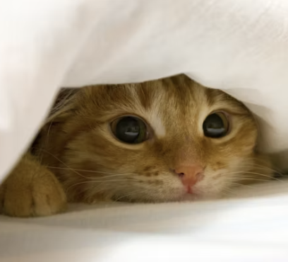 수능 응원 문구