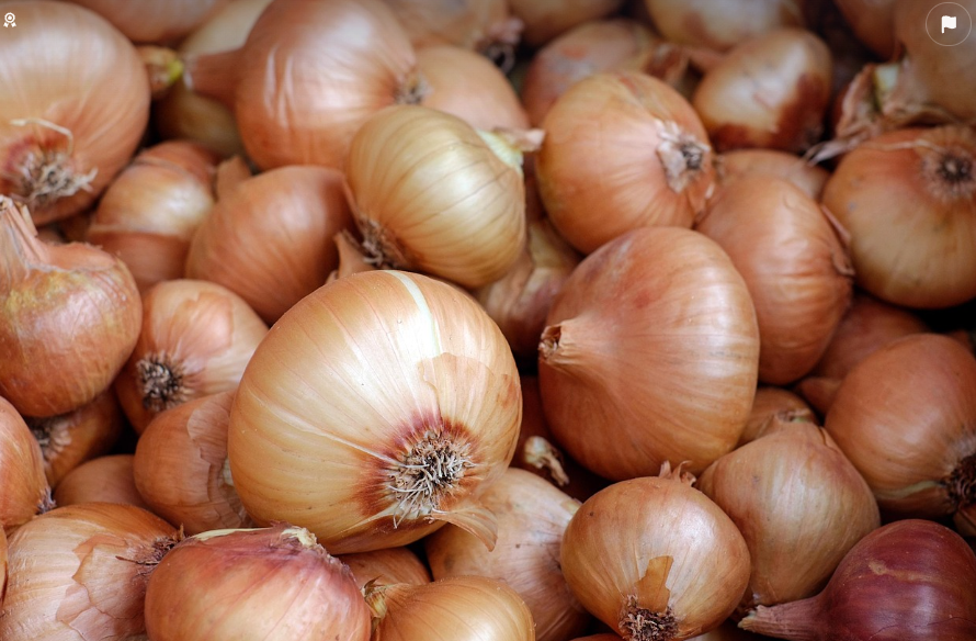 양파 사진